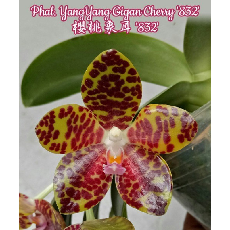 Жақсы порно шектеусіз Үлкен адамдармен жыныстық қатынас